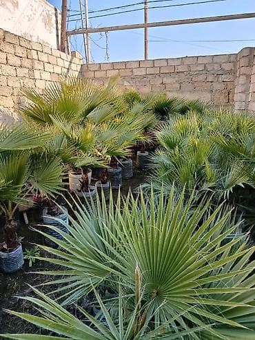 PALMA❗️ - Növ: Yarpaq tacı yelpik formalı, dekorativ Liviston/Fan