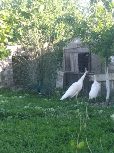 cins ineklerin qiymeti: Salam aleykum. Satışda bir cüt ağ, bir dənə qaraqanad dərəsi var — 18