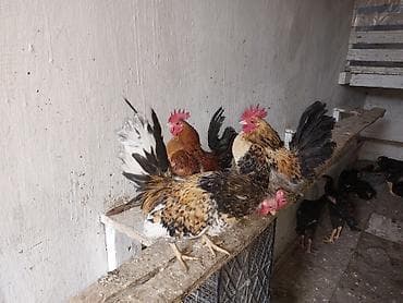 xoruz gence: Toyuq, Damazlıq — 6