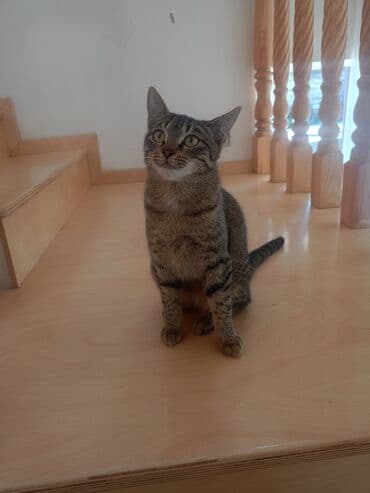 doberman balası: Tabbi, Dişi, Yaxşı əllərə, Pulsuz çatdırılma — 5