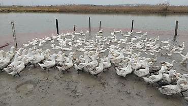 Salam ordek salyanda yerlewir 300 ededir cox alana endirim edecem