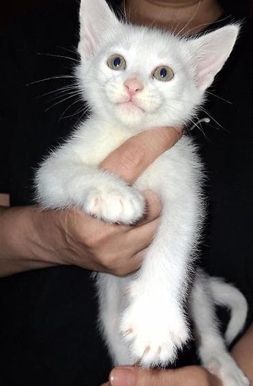 pişik satisi 2019: Ağ rəngli balaca pişik balası - Tam ağ, yumşaq tüklü balaca pişik - — 5