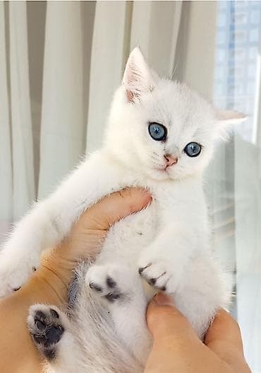 van pişik: Britan — 6