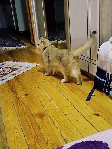 pişik yuva: Britan — 2