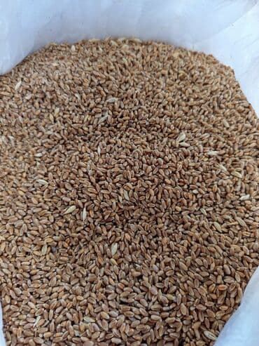 куплю уголь оптом: Məhsul: Buğda Təsvir: Qomer sortu çox məhsuldar buğda sortudur. - — 1