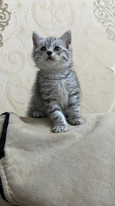 Gümüş rəngli, zolaqlı balaca pişik balası - Cins: ev pişiyi (qısa