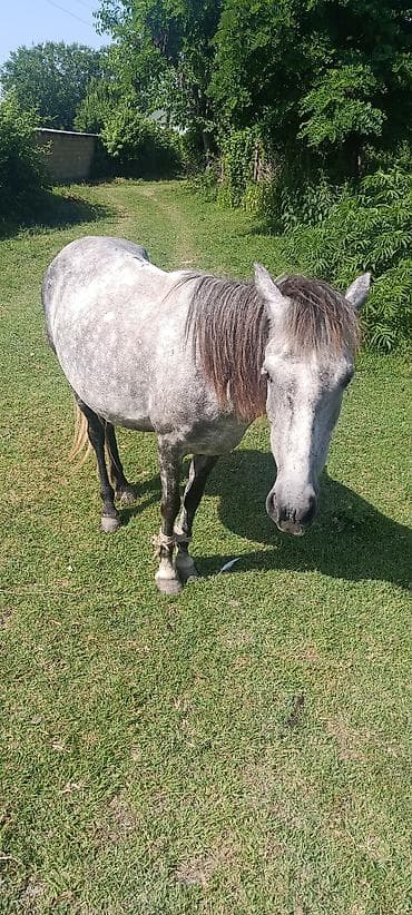 Inəklər, öküzlər: Dişi, il: 5 — 1