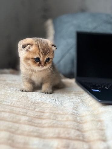 dana heyvan: Шотландская — 5