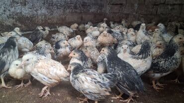 toyuq sortları: Cücə (Selebrsiz (yumurtalıq)) (40-50 günlük) Hamısı sağlam — 2