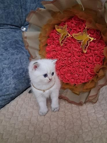 Шиншилла, Самец, В добрые руки, Самовывоз, Платная доставка — 5