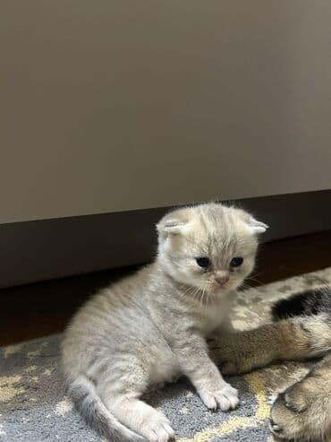 Boyunbağılar: Şinşilla, Erkək, Yaxşı əllərə — 2