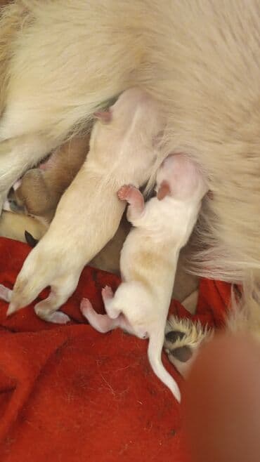 gencede itler: Pekines, 1 ay, Erkek, Sənədli — 4