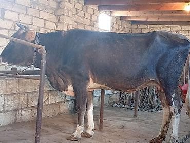 Öz Qapımı Malımdı Kök Heyvandi Real alıcılar Narahat etsin