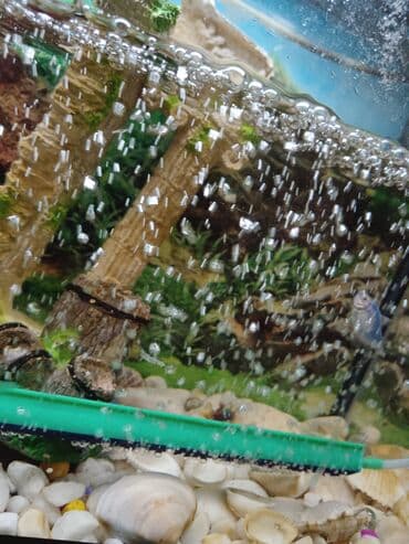 Lincoln: Tam komplekt akvarium seti - Şüşə akvarium, üst qapaqlı - Daxili — 4