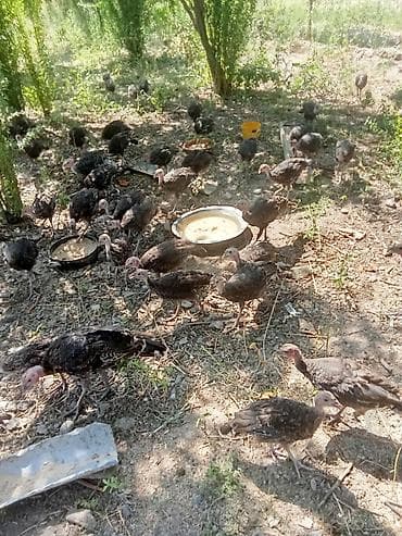 ördək balası və cücə: 3 aylıq amerikan bronz hinduşqalatdir istənilən sayda var diri çəkisi — 1