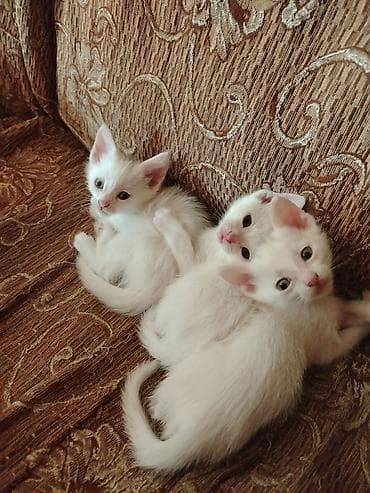 pişik alıram: Türk anqora, Erkək, Dişi, Yaxşı əllərə, Pulsuz çatdırılma — 9