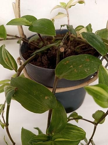 sine boyuden bitki: Asılan saksıda sarmaşan Tradescantia (inch plant) – yaşıl və krem — 3