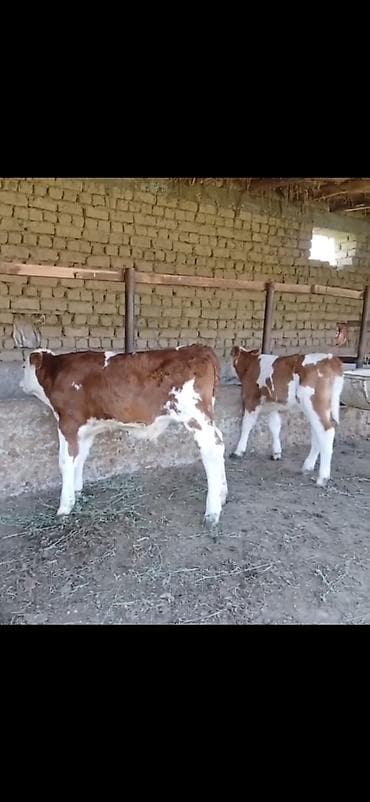 Телята: Satılır: 3 baş cins buzov - Növ: ətlik-südlük istiqamətli simmental — 1