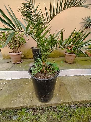 sam bali: Dekorativ həmişəyaşıl və tropik bitkilər – qablarda - Thuja (qızılı — 3