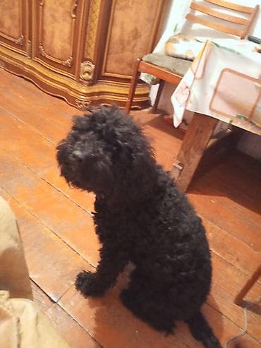 pitbull iti qiymeti: Pudel, 2 il, Dişi, Cütləşmə üçün — 7