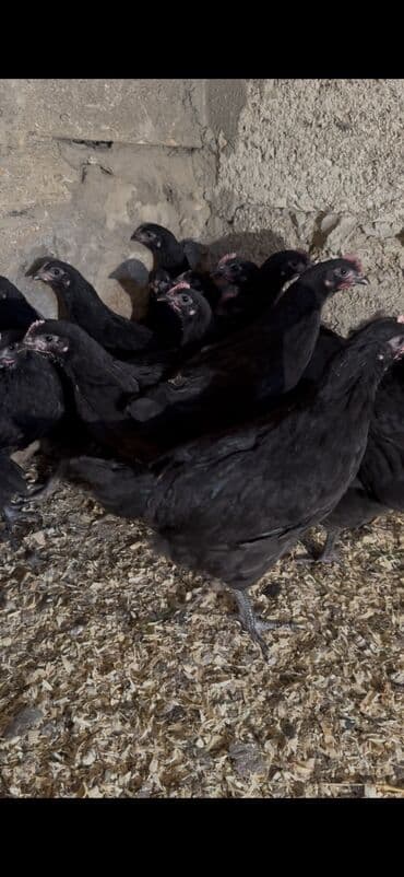 kürd toyuq: Toyuq, Australorp, Damazlıq — 4