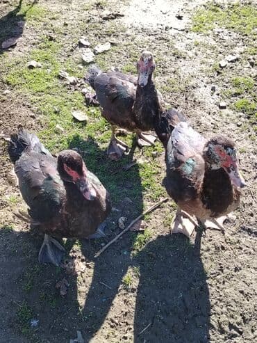 mirvari ördək: Salam. Elanı sona qədər oxuyun, sonra əlaqə saxlayın. 7 ədəd lal ördək — 4