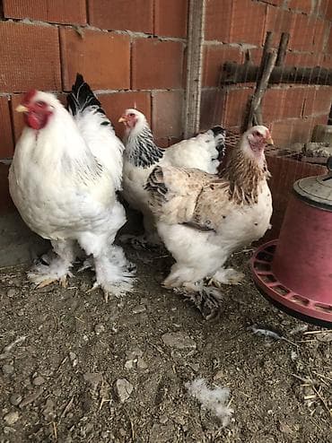 Yemlər: Toyuq, Brama, Damazlıq, Ödənişli çatdırılma — 3