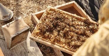 пудель карликовый цена: Ari ailesi satilir — 1