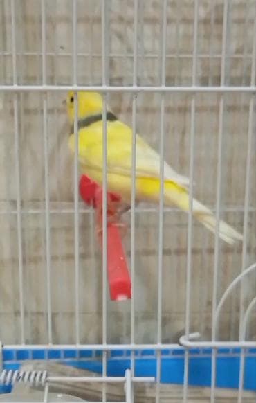 korella quşu: Sarı kanareyka – qəfəs ilə - Növ: Kanareyka (sarı rəngdə, boyun — 6