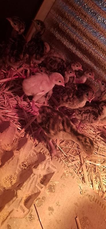 sirin it sekilleri: Hinduşka cücələri, Damazlıq — 7