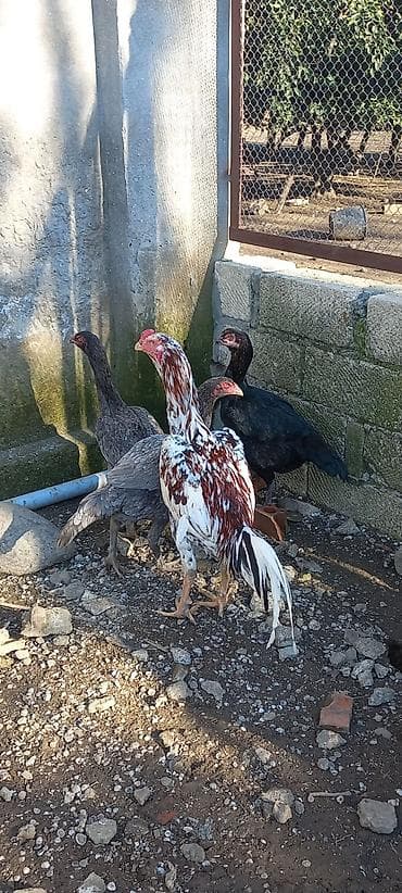 qara toyuq: Toyuq cücələri, Damazlıq — 3