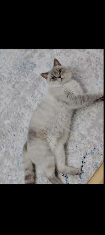 Şinşilla, Erkək, Cütləşmə üçün, Ünvandan götürmə, Ödənişli çatdırılma lalafo.az -da Şinşilla, Erkək, Cütləşmə üçün, Ünvandan götürmə, Ödənişli çatdırılma