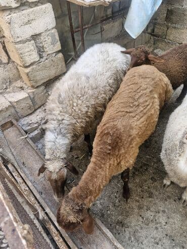 simmental inək cinsi: Dişi, il: 4, 60 kq, Ətlik, Ünvandan götürmə — 9