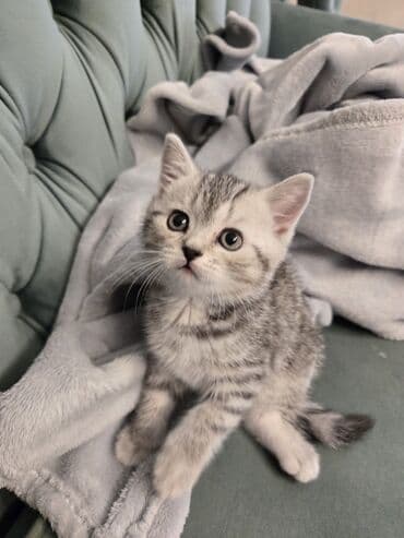 sotland pisiyi haqqinda: Şotland, Erkək — 4