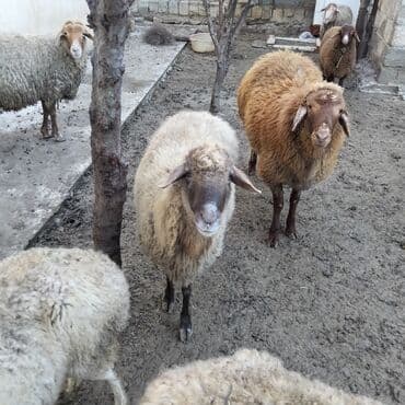 ВАЗ (ЛАДА): 6 qoyun 1qoc bir yaşında qoyunlar boğazdır satılır — 3