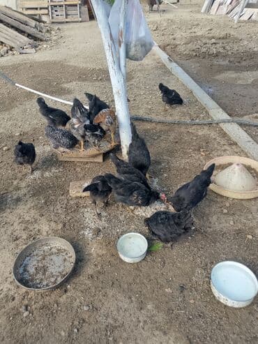 sumatra toyuqlari: Toyuq, Australorp, Damazlıq — 2