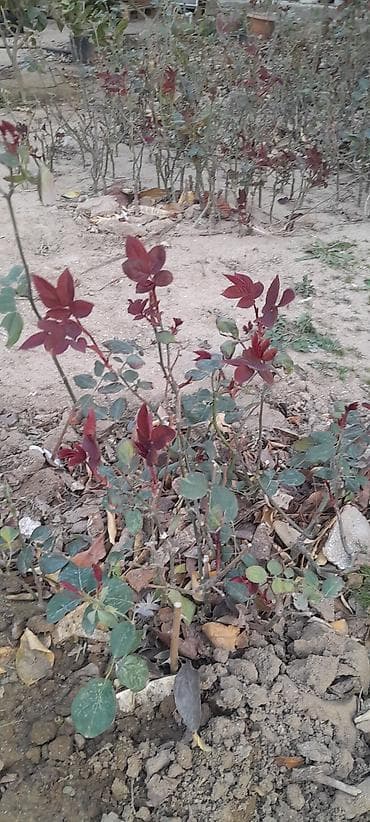 gulu: Məhsul: Gül kolları (qızılgül fidanları) 1 dənəsi 50 qəpik Təsvir: - — 6