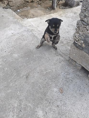 bakida at bazari: Ana it 20 AZN balaların 1ədədi 40 AZN ciddi alıcılara endirim olunacaq — 8