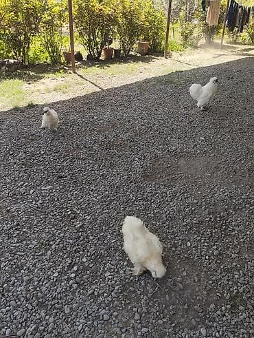 Toyuq, Damazlıq, Ünvandan götürmə