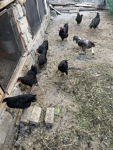 şamo: Uzunquyruq avstrolop xoruzlari satilir.Butun vaksinleri olunub qurd — 5