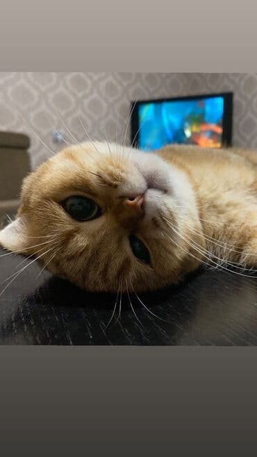 Qızıl şinşilla, Erkək, Cütləşmə üçün lalafo.az -da Qızıl şinşilla, Erkək, Cütləşmə üçün