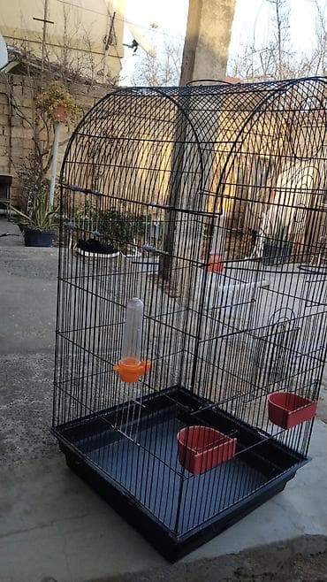 Quşlar: Dairəvi formada, qırmızı rəngli asma quş qəfəsi. Qəfəsin yuxarı — 3