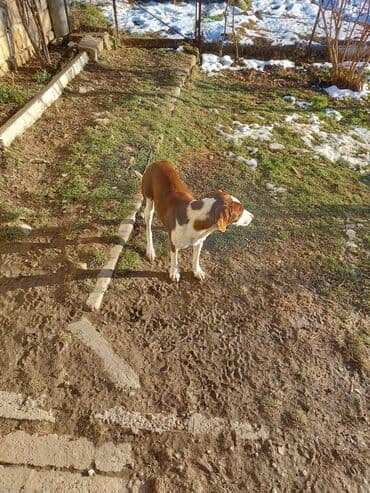 bildirçin satilir 80 qep: 9 ay, Dişi, Ünvandan götürmə — 3