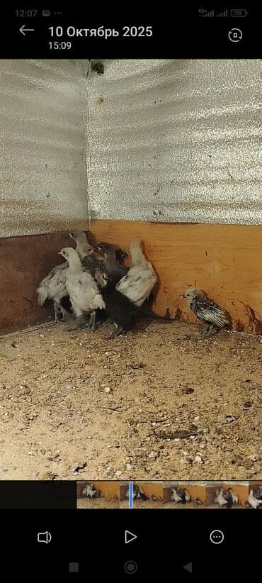 ordek balasi nece gune cixir: Toyuq cücələri, Damazlıq — 5