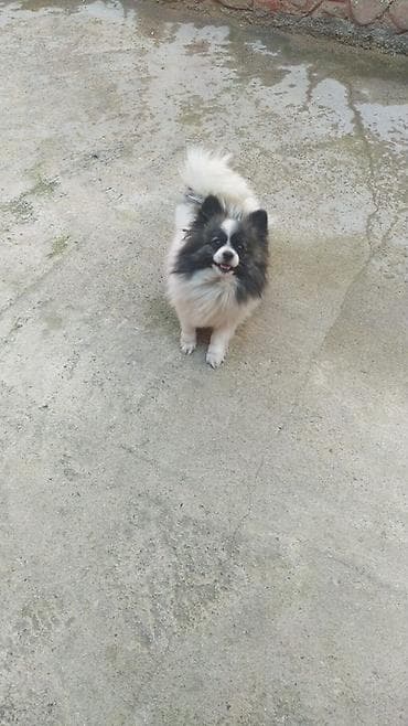 ucuz itlər: Şpitz, 2 il, Dişi, Peyvəndli — 2