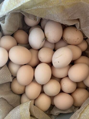 İçkilər: Məhsul: Təbii toyuq yumurtası - Rəng: Açıq krem-ənlik çalarlarında — 1