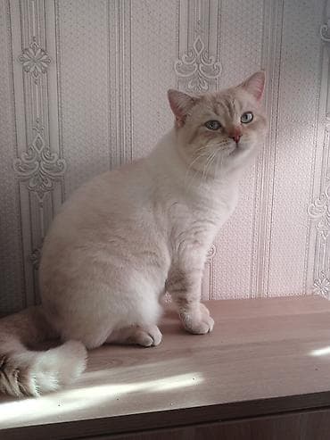 pişik satilir: Britan — 9