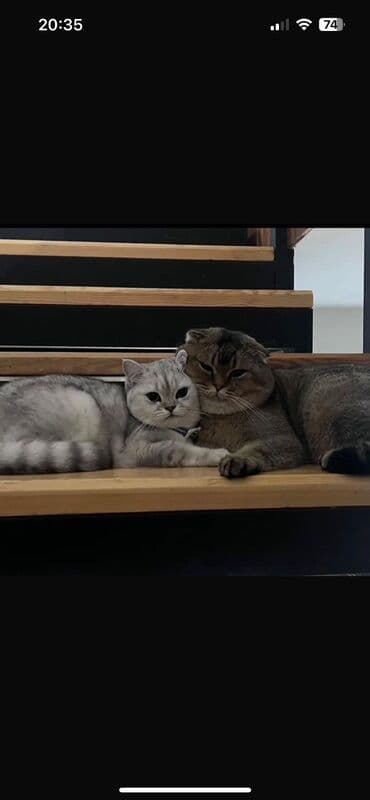 pişik üçün yuva: Britan, Dişi, Ünvandan götürmə — 3