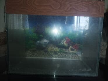 Dördbucaq akvarium, Boş, 85 l, Ünvandan götürmə