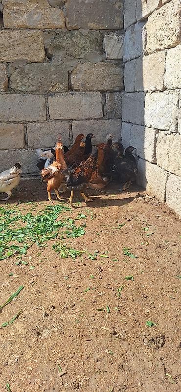 kent cüceleri: Toyuq cücələri, Damazlıq, Ödənişli çatdırılma — 5